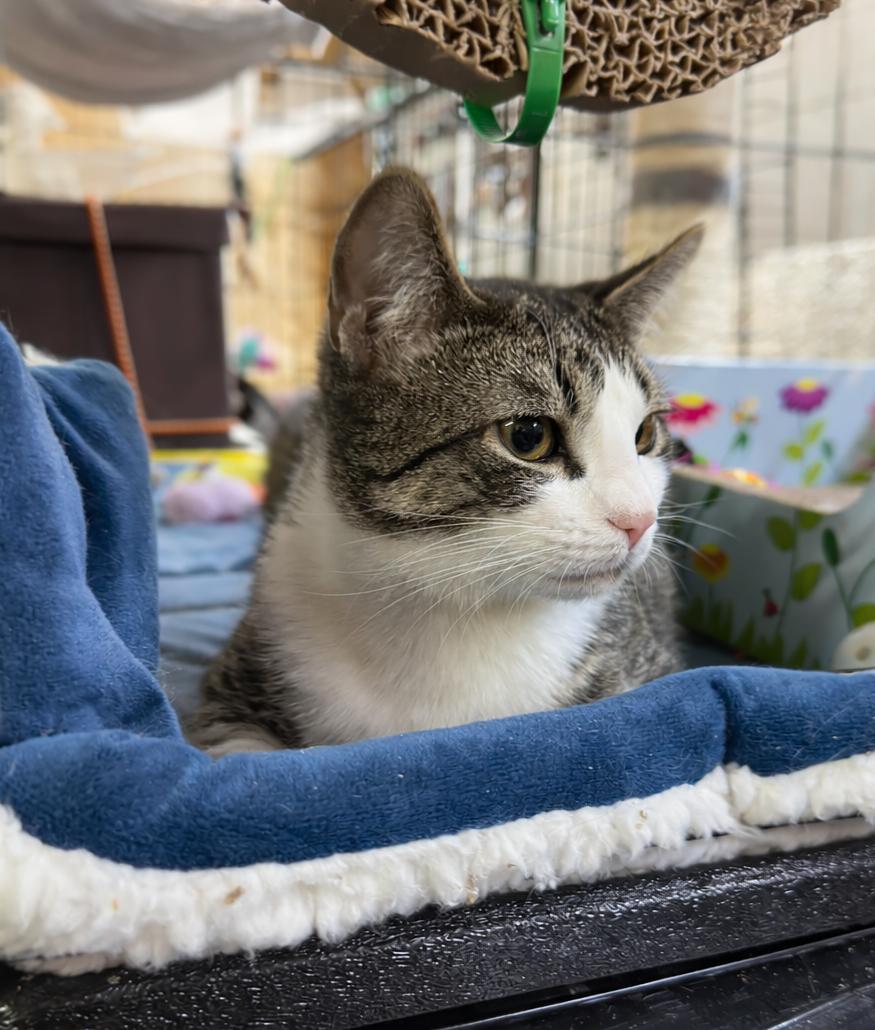 Enlarge Grayson & Mikey, a ADOPTABLE American Shorthair in Roscoe, NY image 5/6