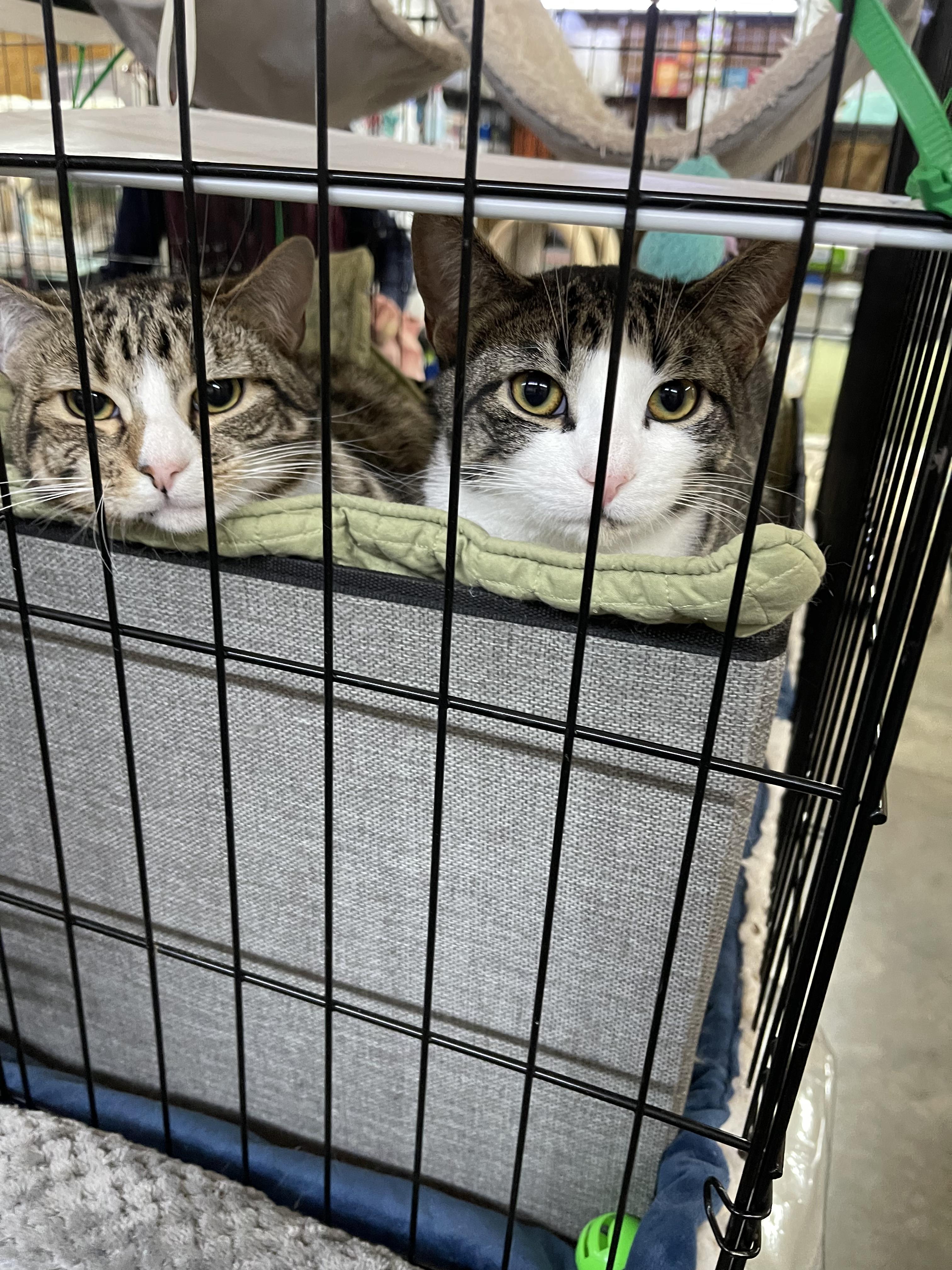 Enlarge Grayson & Mikey, a ADOPTABLE American Shorthair in Roscoe, NY image 3/6