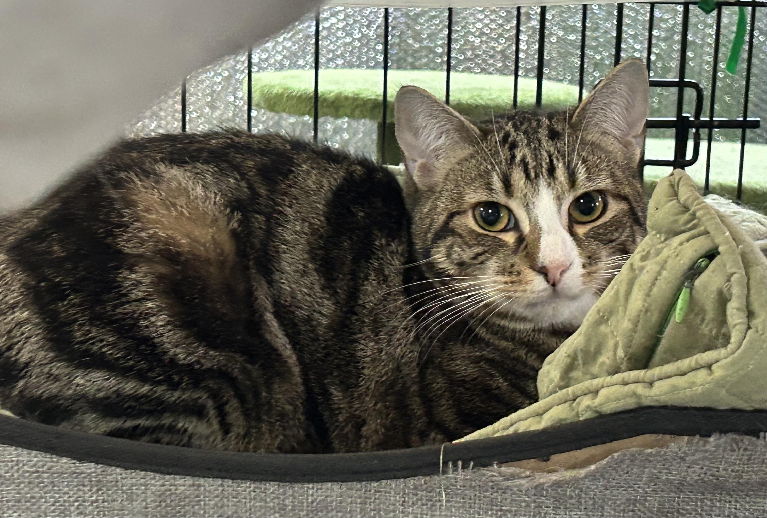 Enlarge Grayson & Mikey, a ADOPTABLE American Shorthair in Roscoe, NY image 4/6