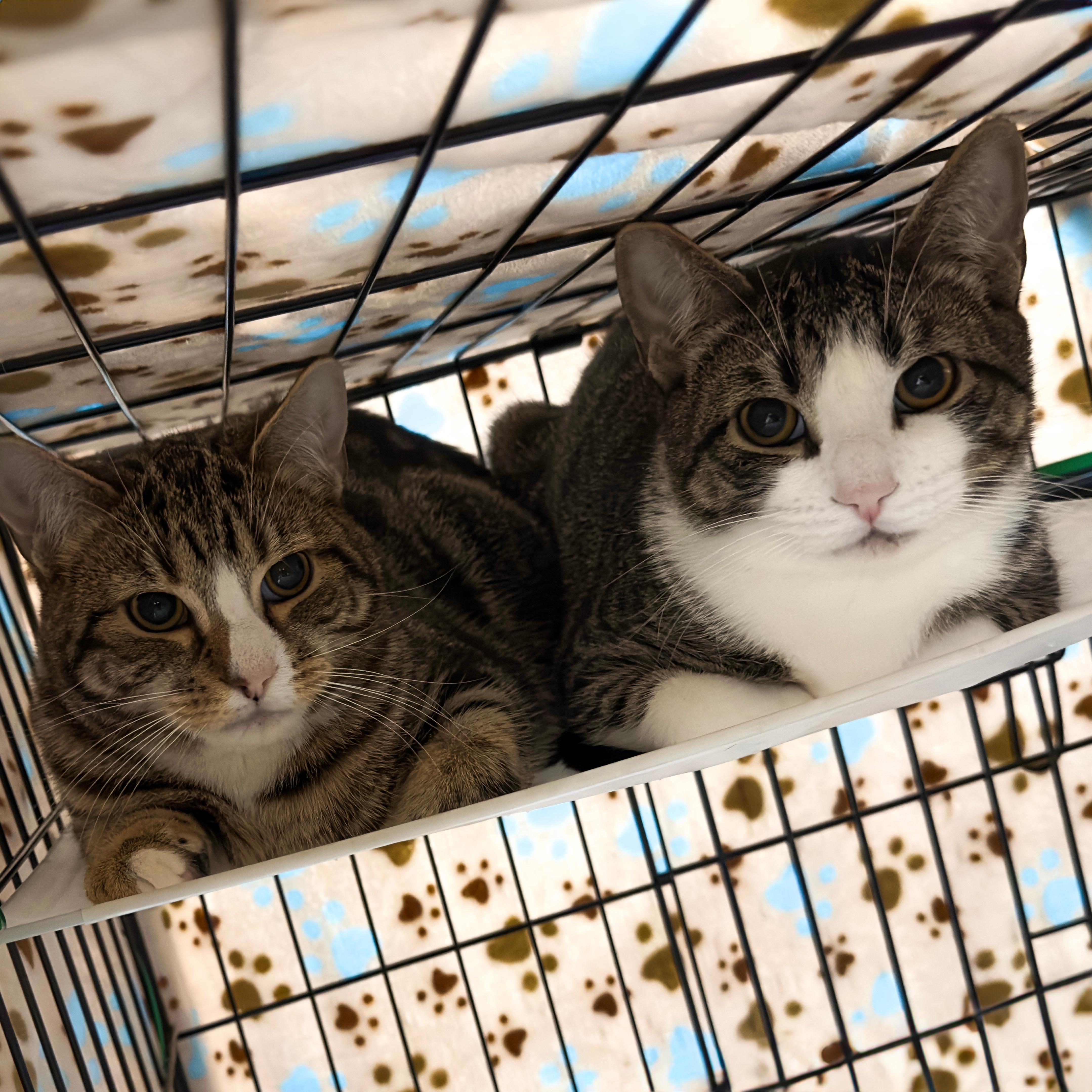 Enlarge Grayson & Mikey, a ADOPTABLE American Shorthair in Roscoe, NY image 6/6