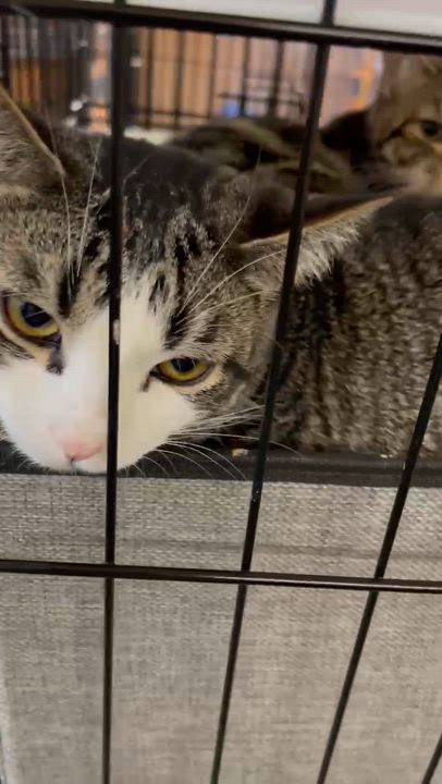 Enlarge Grayson & Mikey, a ADOPTABLE American Shorthair in Roscoe, NY video 2/6
