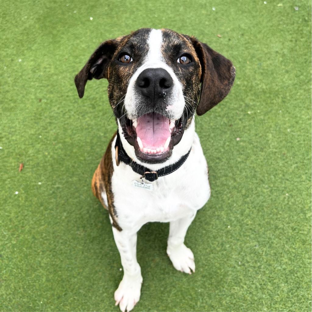 Quincy, Adoptable, Puppy Male Mixed Breed.