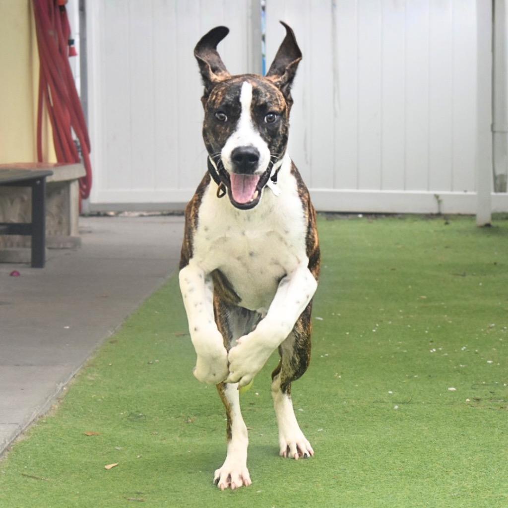 Enlarge Quincy, a Adoptable mixed breed in Saint Petersburg, FL image 2/3