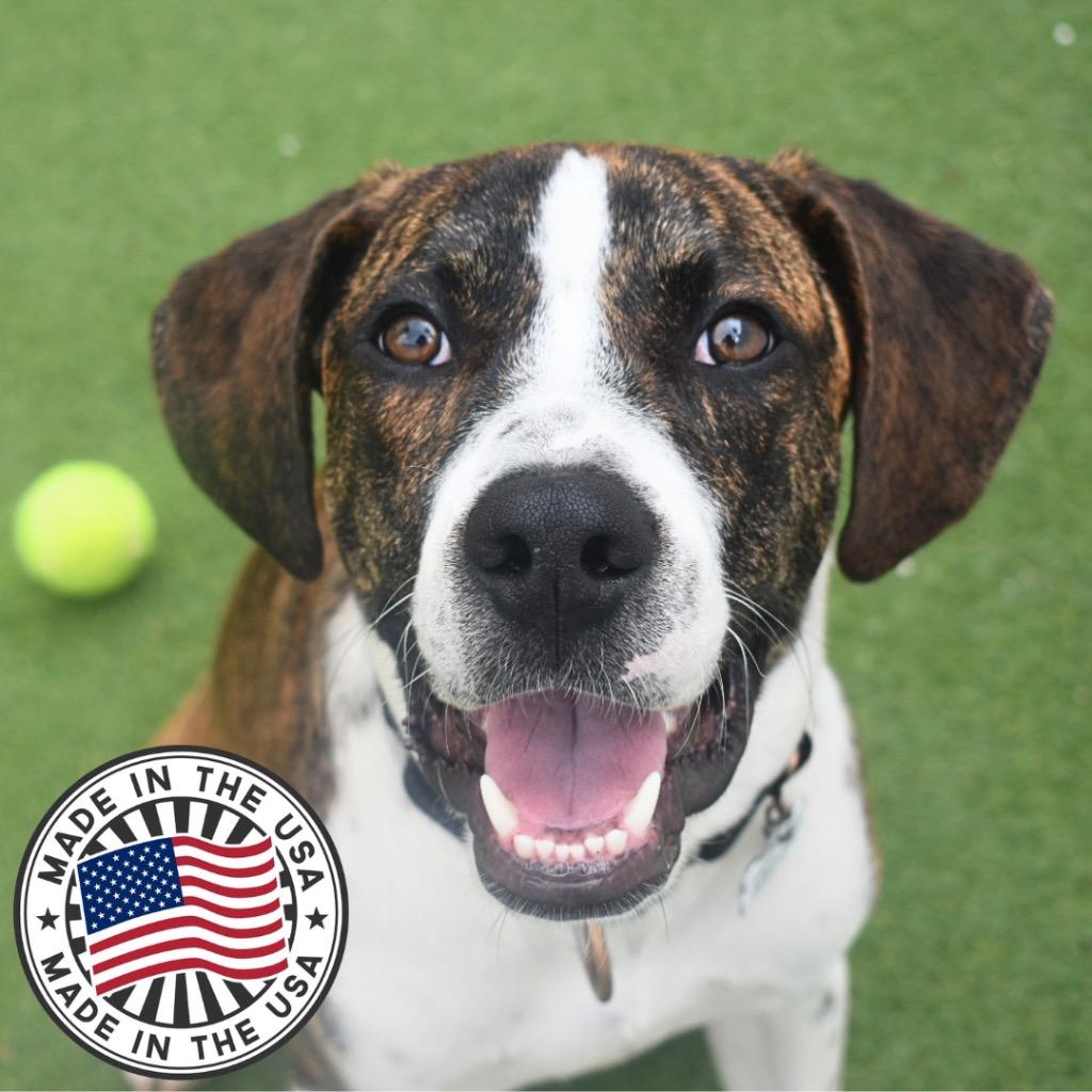 Enlarge Quincy, a Adoptable mixed breed in Saint Petersburg, FL image 3/3