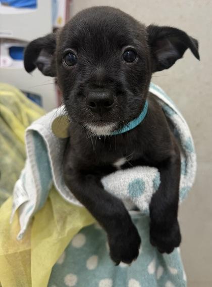 Enlarge Marley, a Adoptable mixed breed in Honolulu, HI image 1/1