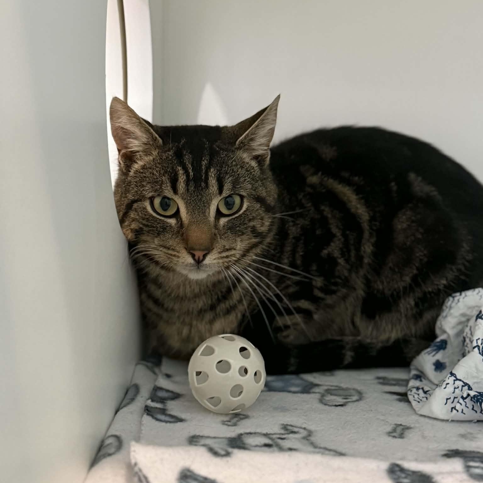 Enlarge Grover, a ADOPTABLE mixed breed in Penn Yan, NY image 2/3