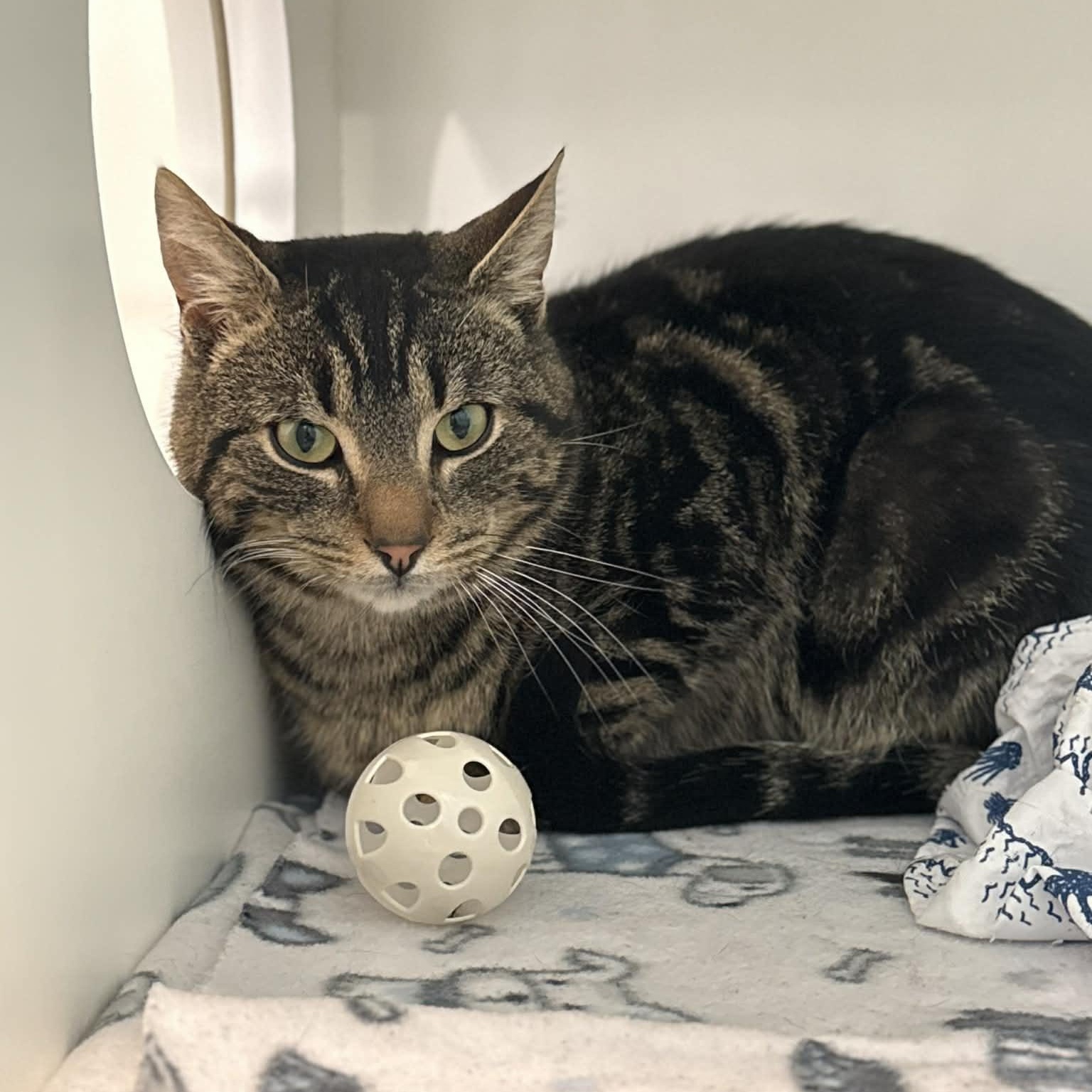 Enlarge Grover, a ADOPTABLE mixed breed in Penn Yan, NY image 3/3