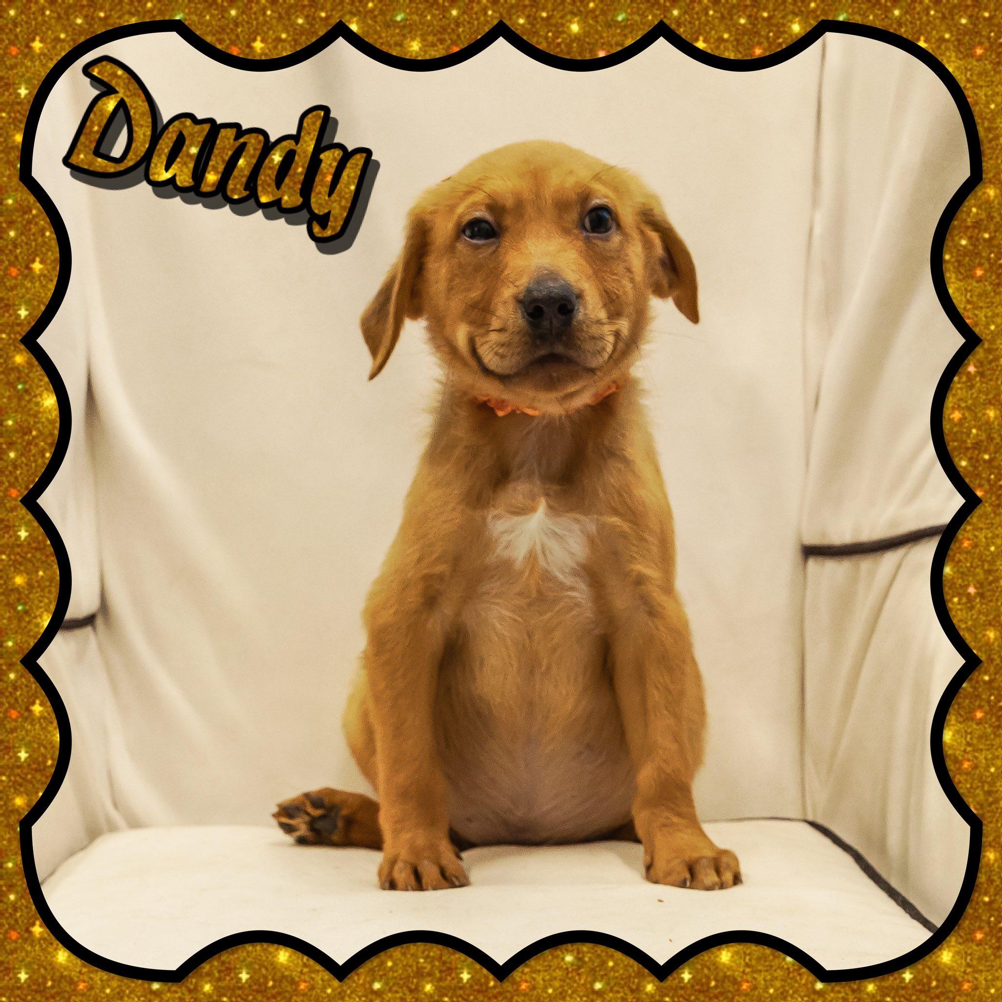 Enlarge Dandy, an adopted mixed breed in Seagoville, TX image 1/1