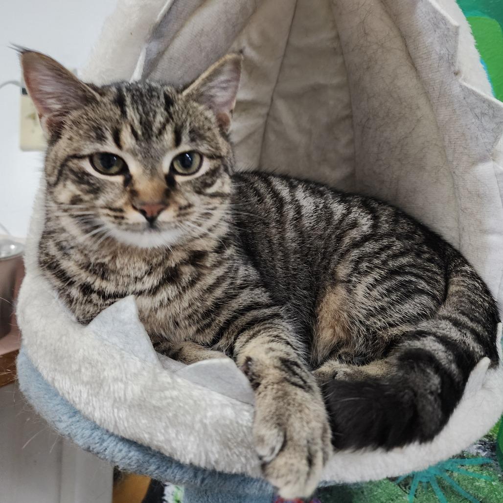 Cinnabon, a Adoptable Domestic Short Hair in Dixon, IL image 1/5