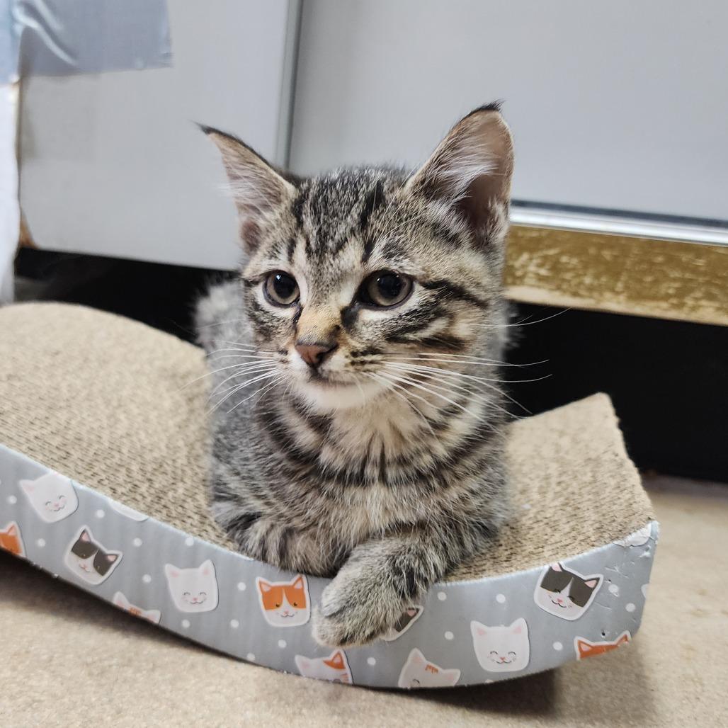 Cinnabon, a Adoptable Domestic Short Hair in Dixon, IL image 2/5