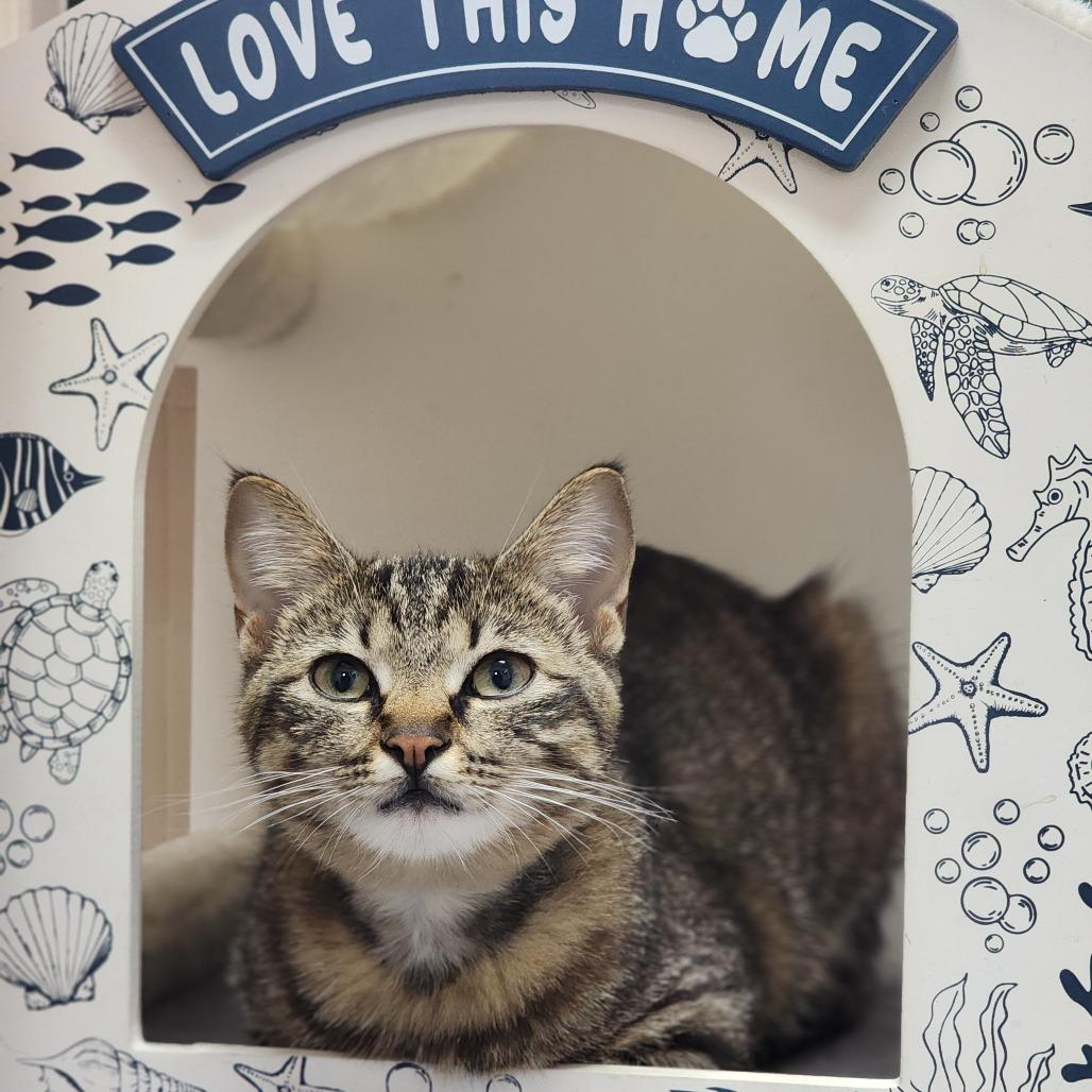 Cinnabon, a Adoptable Domestic Short Hair in Dixon, IL image 3/5