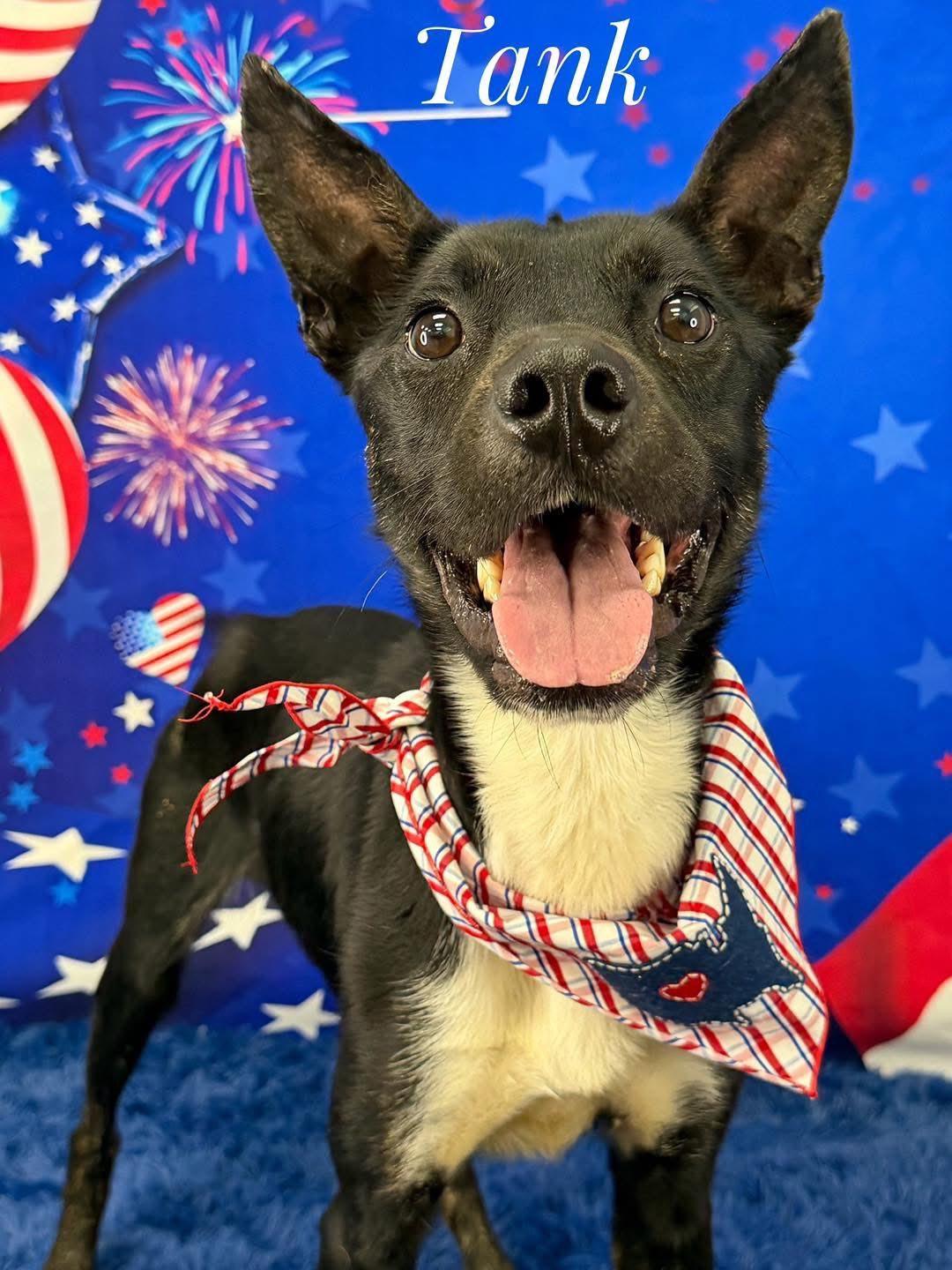 Enlarge Tank, an adopted Mixed Breed in Flint, MI image 1/1