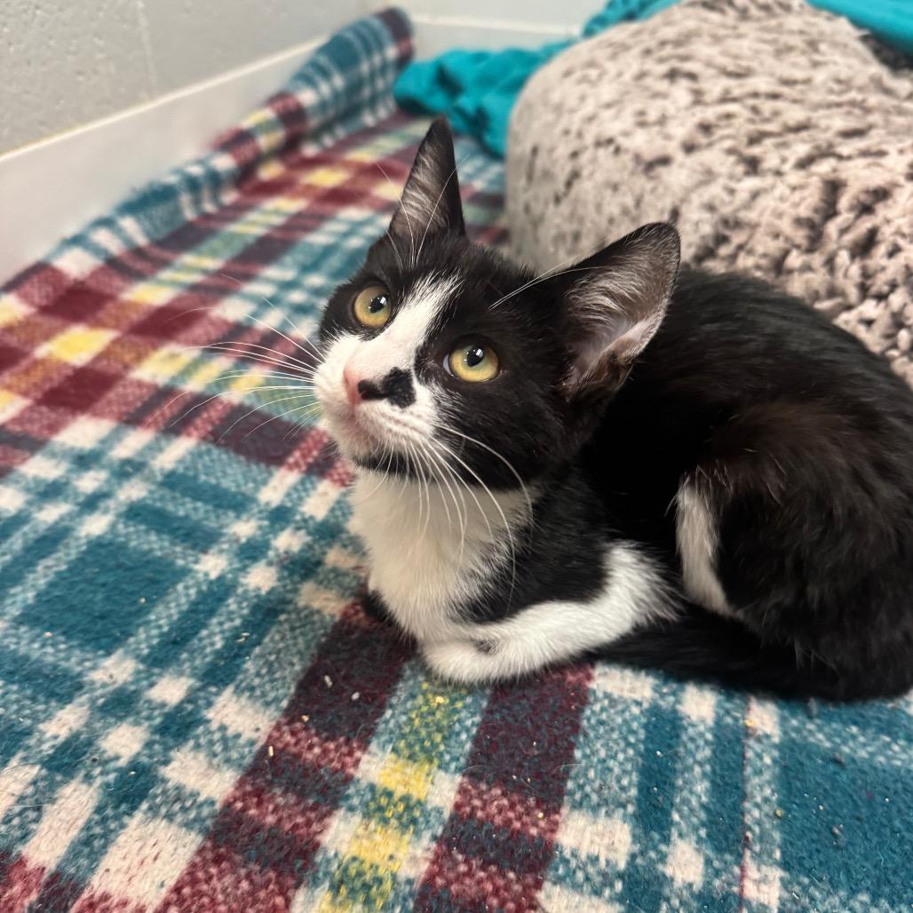 Freedom, Adoptable, Kitten Female Domestic Short Hair.