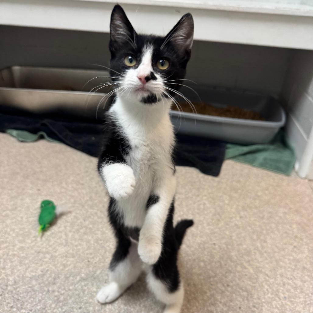 Enlarge Freedom, a Adoptable Domestic Short Hair in Buellton, CA image 2/5