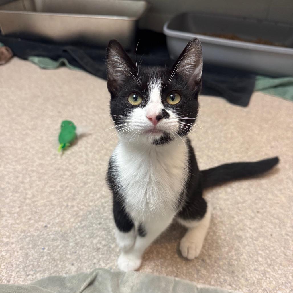 Enlarge Freedom, a Adoptable Domestic Short Hair in Buellton, CA image 3/5