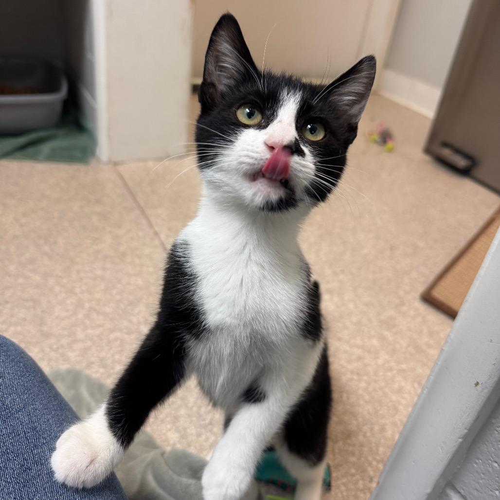 Enlarge Freedom, a Adoptable Domestic Short Hair in Buellton, CA image 4/5
