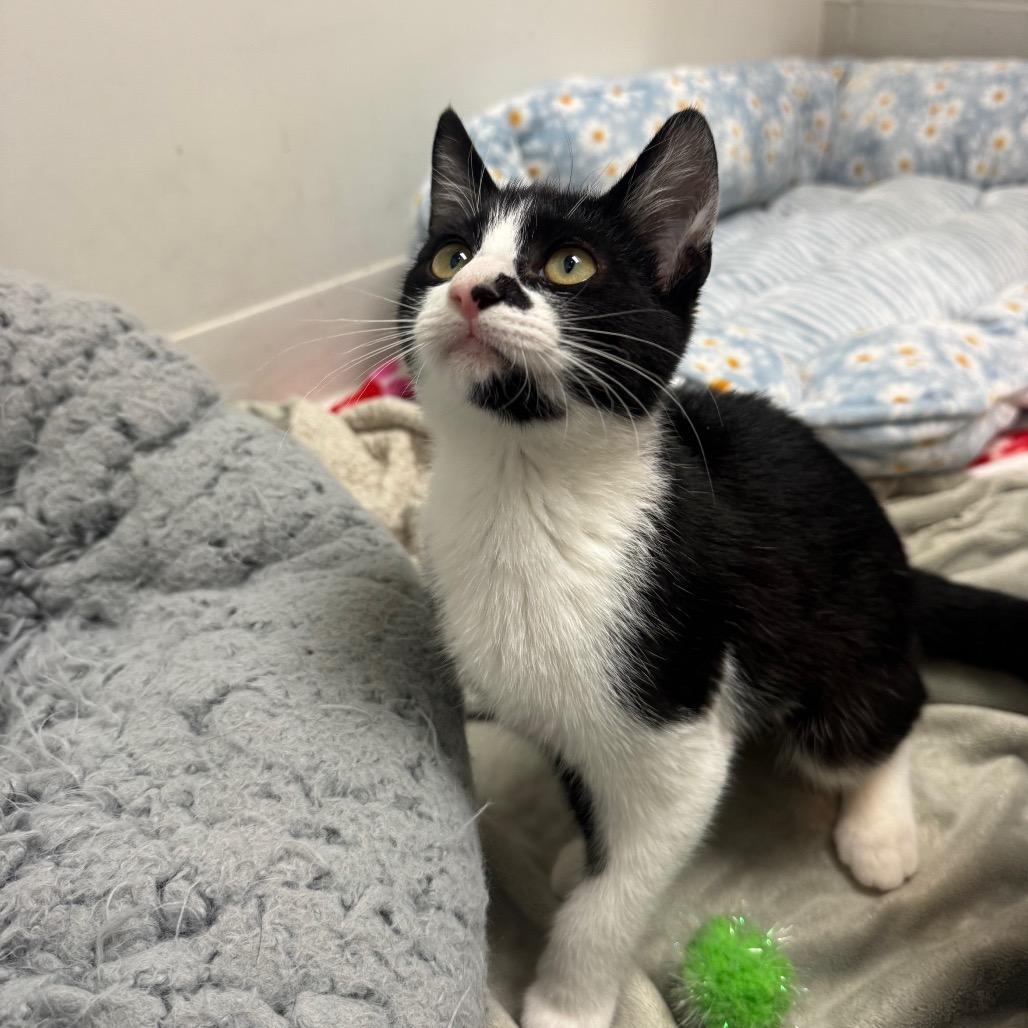 Enlarge Freedom, a Adoptable Domestic Short Hair in Buellton, CA image 5/5