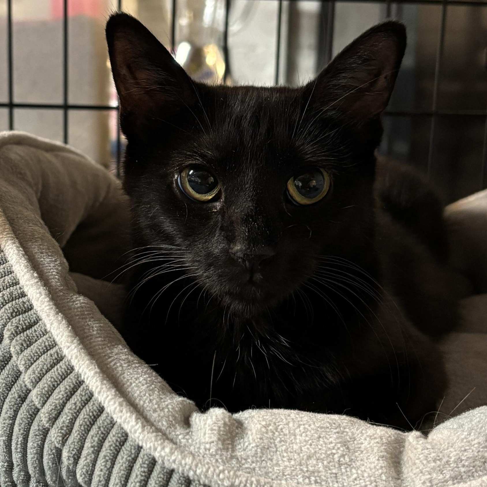 Havana, Adoptable, Young Female Domestic Short Hair.