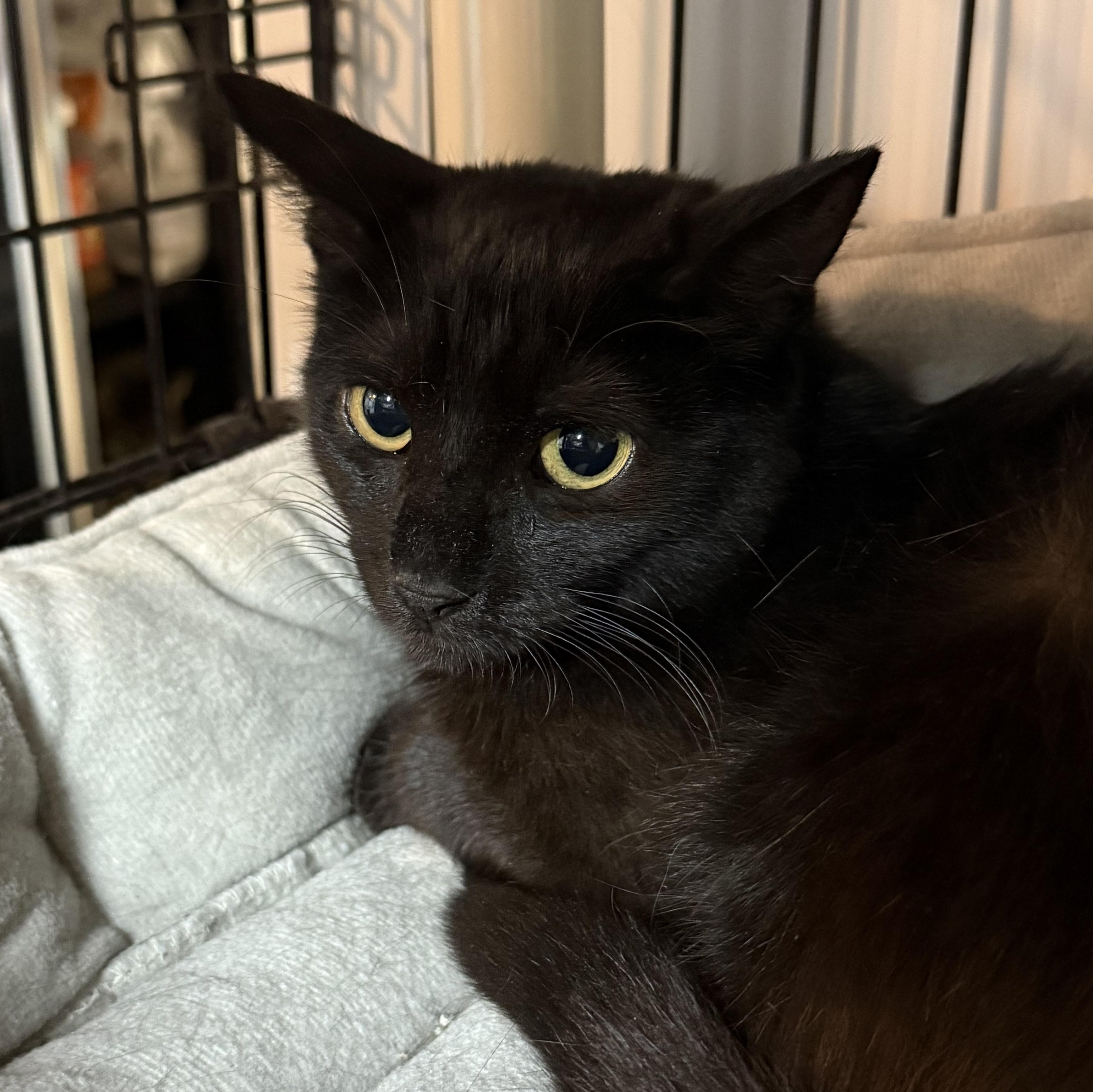 Enlarge Havana, a Adoptable Domestic Short Hair in East Amherst, NY image 4/5