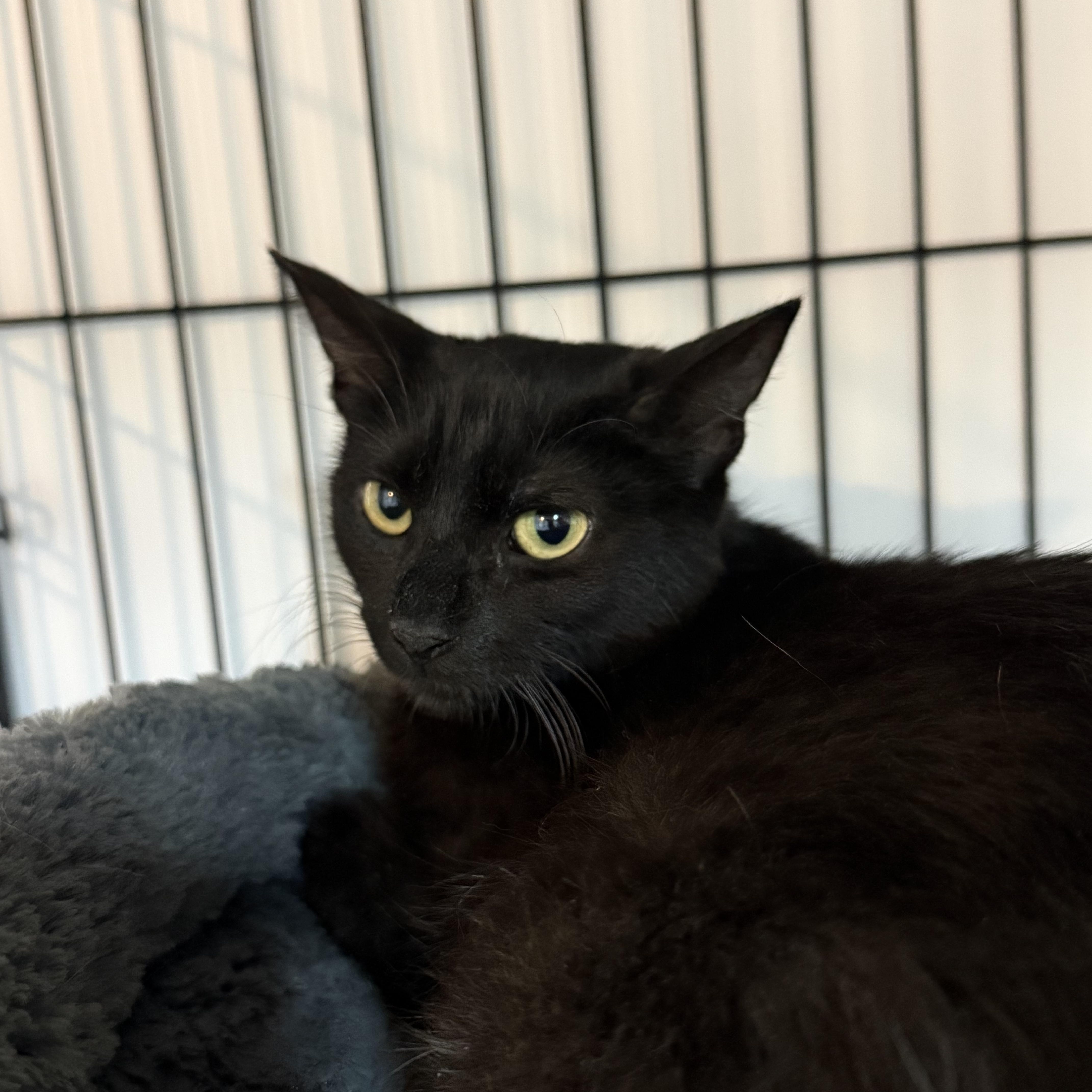 Enlarge Havana, a Adoptable Domestic Short Hair in East Amherst, NY image 2/5