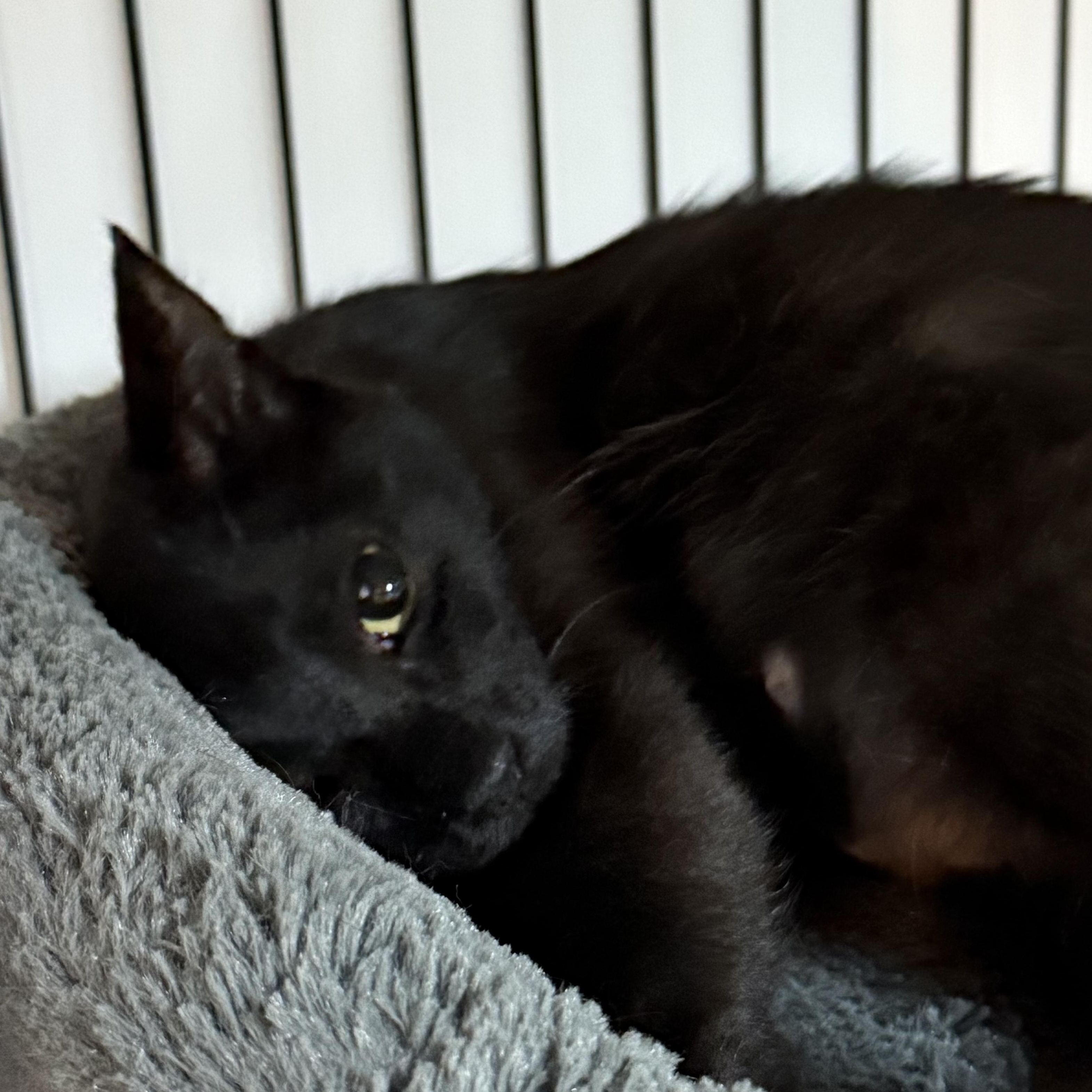 Enlarge Havana, a Adoptable Domestic Short Hair in East Amherst, NY image 3/5