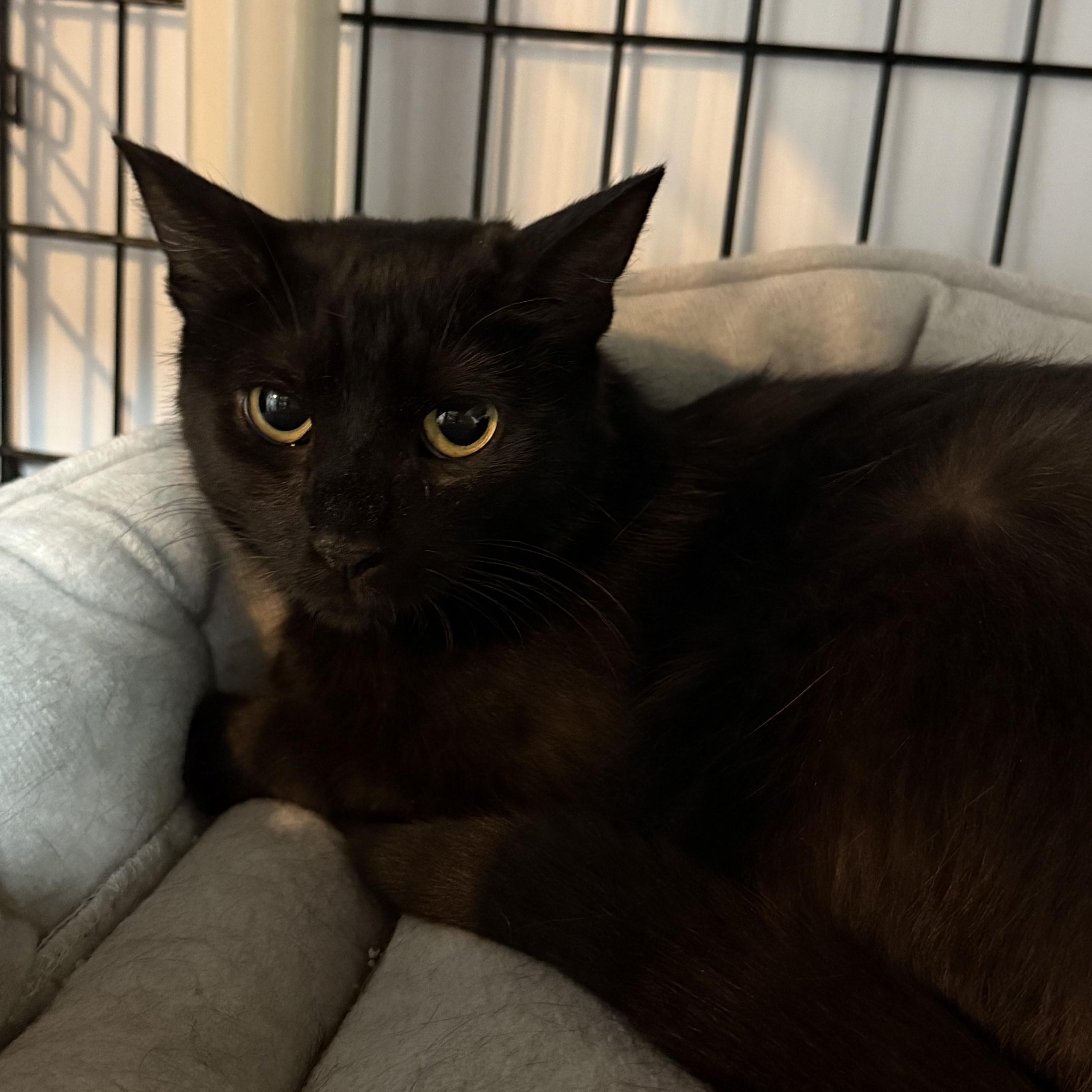 Enlarge Havana, a Adoptable Domestic Short Hair in East Amherst, NY image 5/5