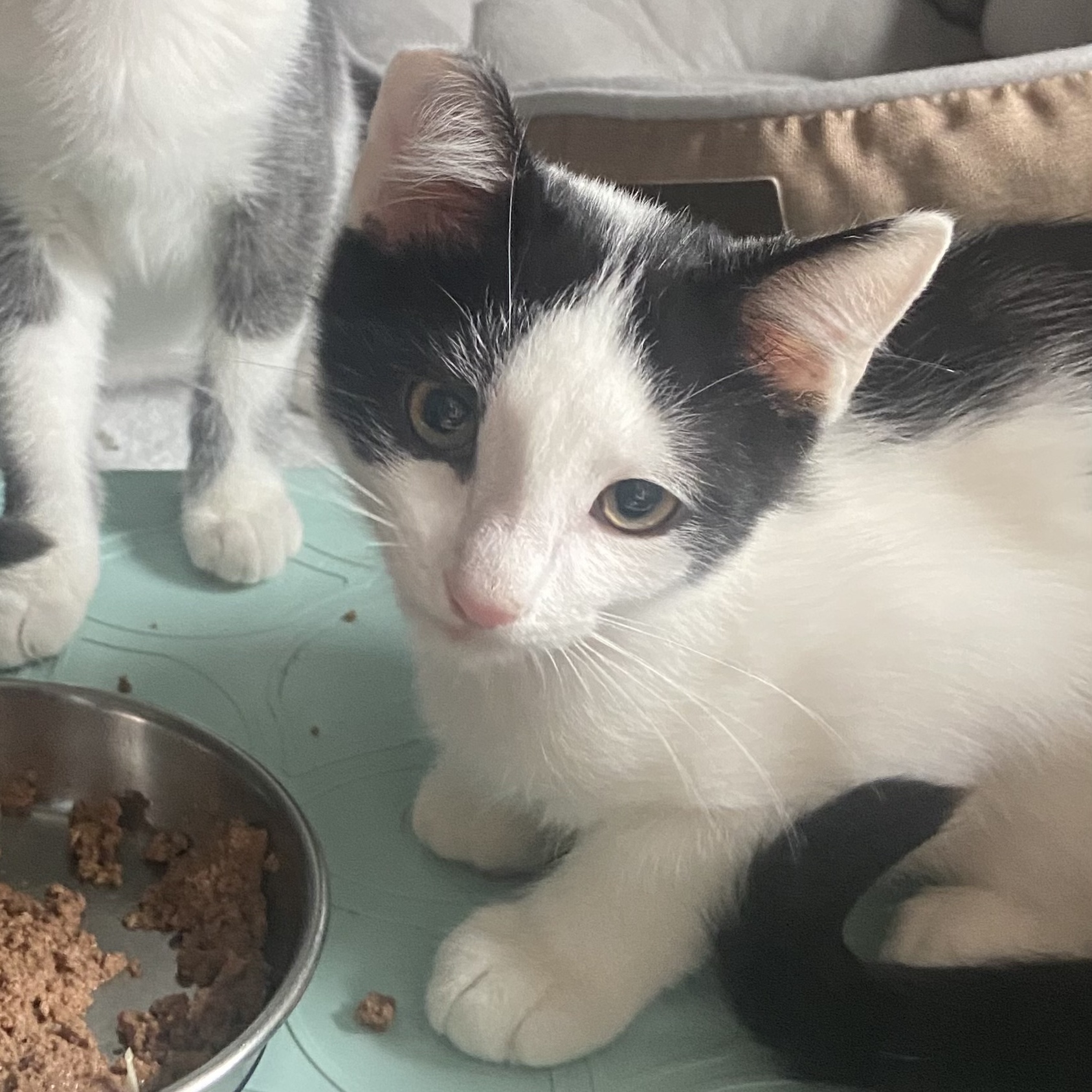 Enlarge Otis, a Adopted Domestic Short Hair in Winchester, VA image 1/1