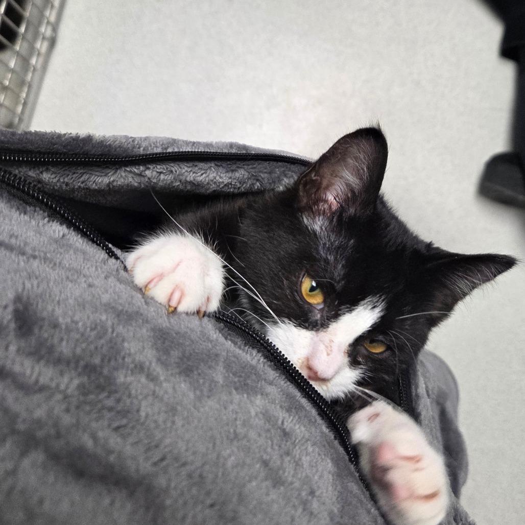 Picasso, Adoptable, Kitten Male Domestic Short Hair.