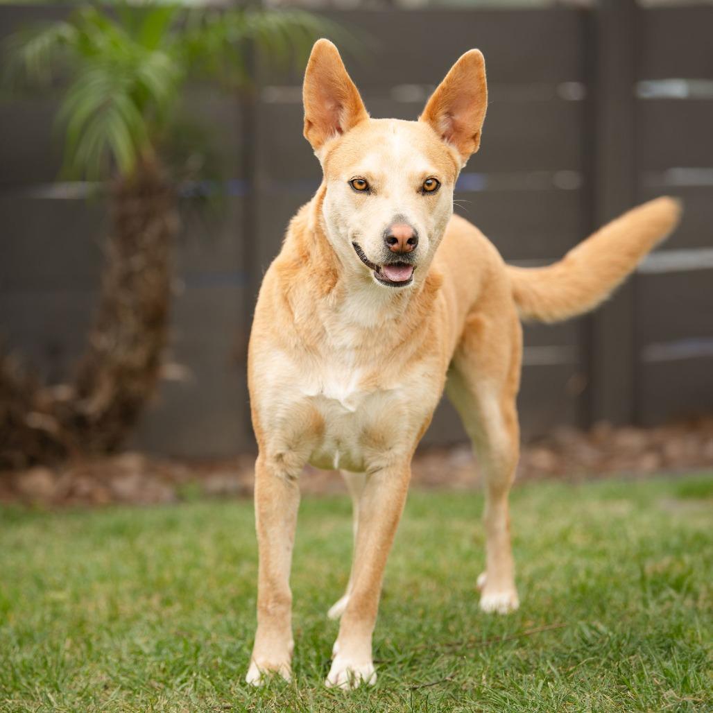 Enlarge Montana, a Adoptable mixed breed in San Diego, CA image 1/4