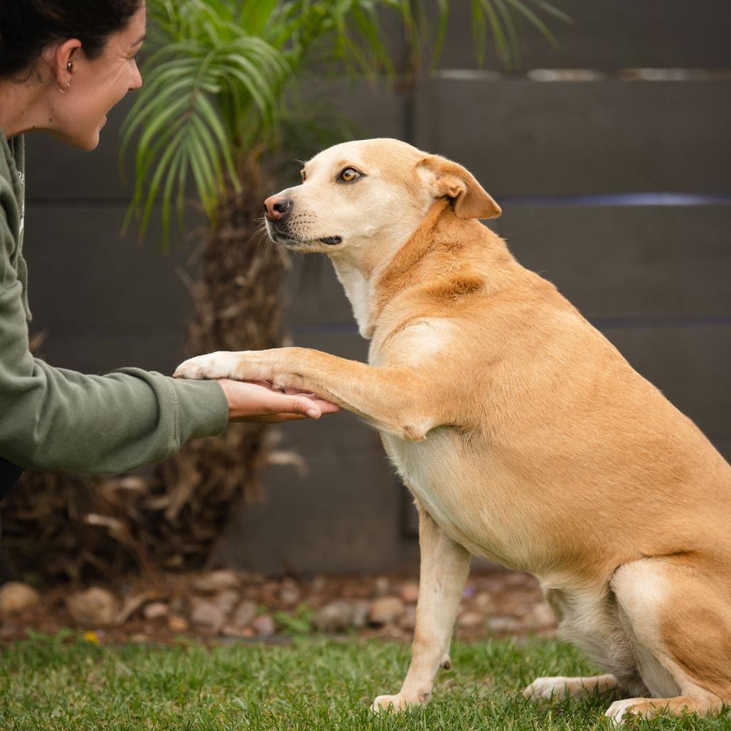 Enlarge Montana, a Adoptable mixed breed in San Diego, CA image 2/4