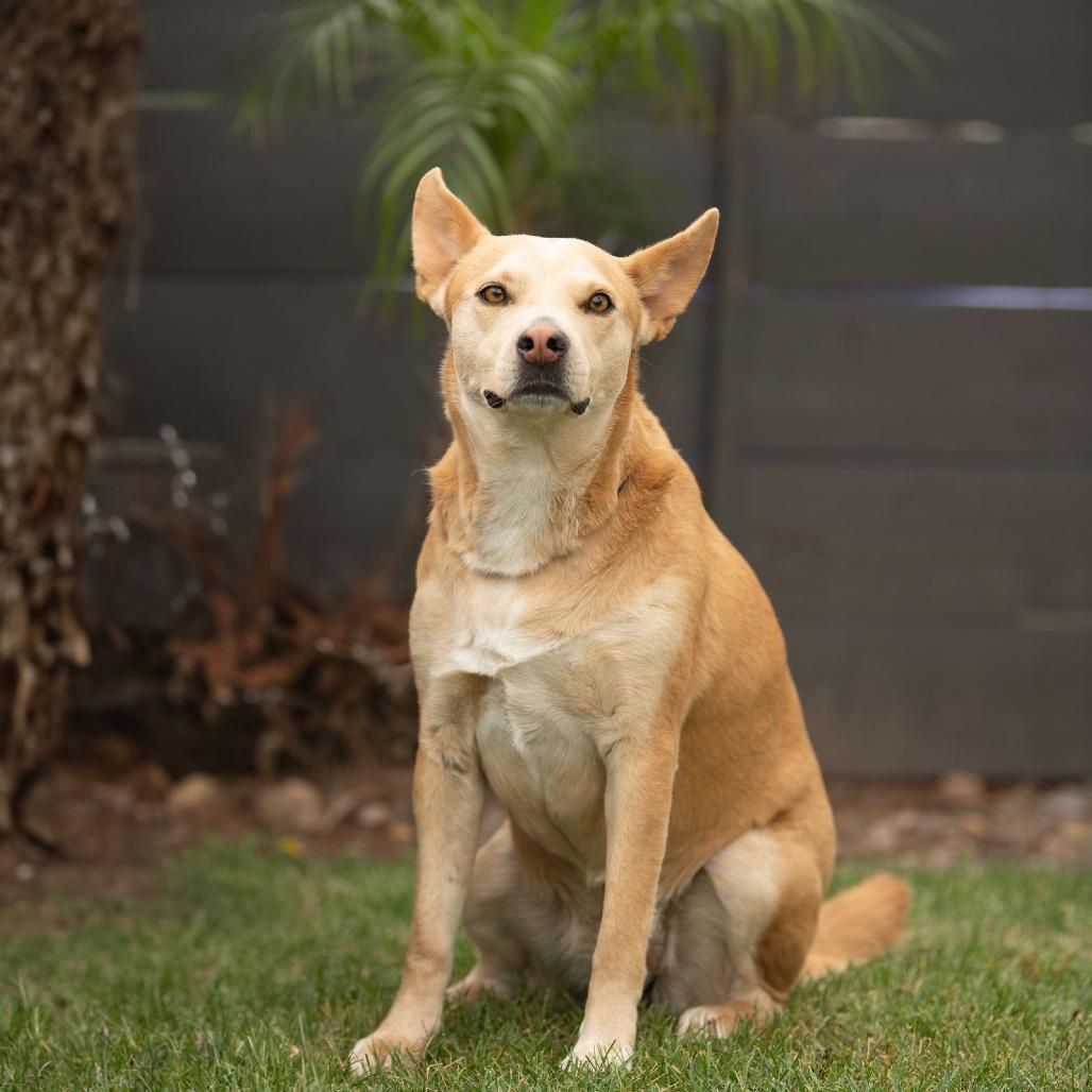 Enlarge Montana, a Adoptable mixed breed in San Diego, CA image 3/4