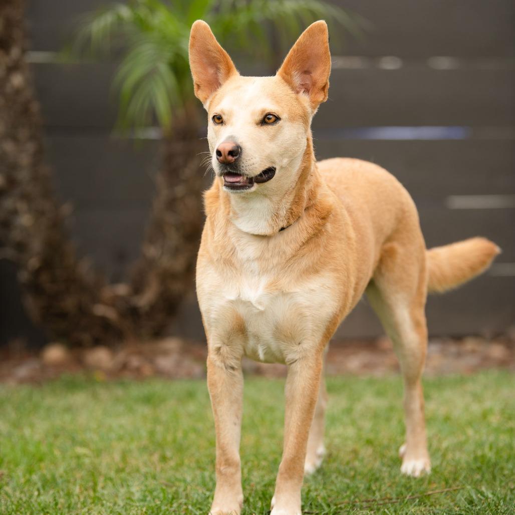 Enlarge Montana, a Adoptable mixed breed in San Diego, CA image 4/4