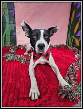 ROSELLA, Adoptable, Senior Female Boston Terrier & Pit Bull Terrier.