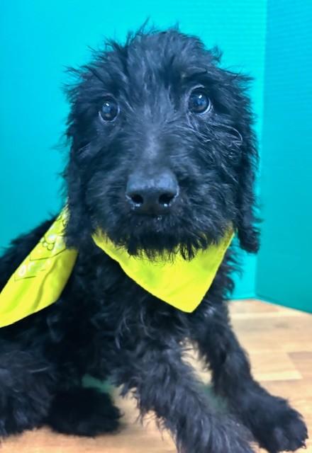 Barbie, adopted, Puppy Female Labrador Retriever & Mixed Breed.