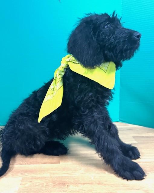 Enlarge Barbie, an adopted mixed breed in Hawk Point, MO image 3/4