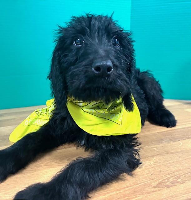 Enlarge Barbie, an adopted mixed breed in Hawk Point, MO image 2/4