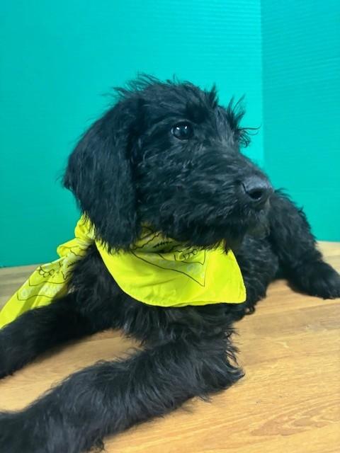 Enlarge Barbie, an adopted mixed breed in Hawk Point, MO image 4/4