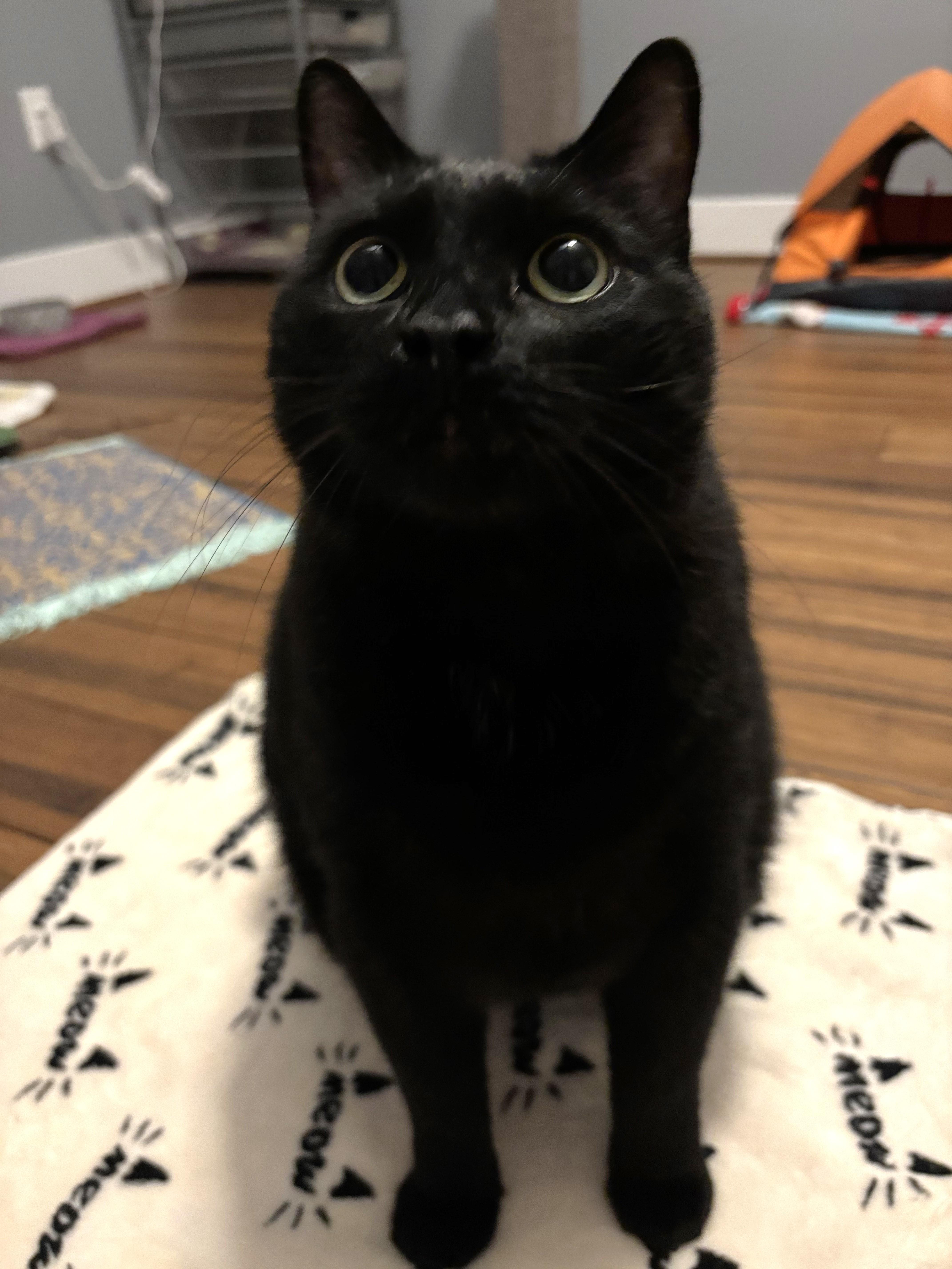 Enlarge Commander, a Adoptable Domestic Medium Hair in Apex, NC image 3/4