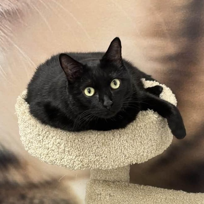 Enlarge Commander, a Adoptable Domestic Medium Hair in Apex, NC image 4/4