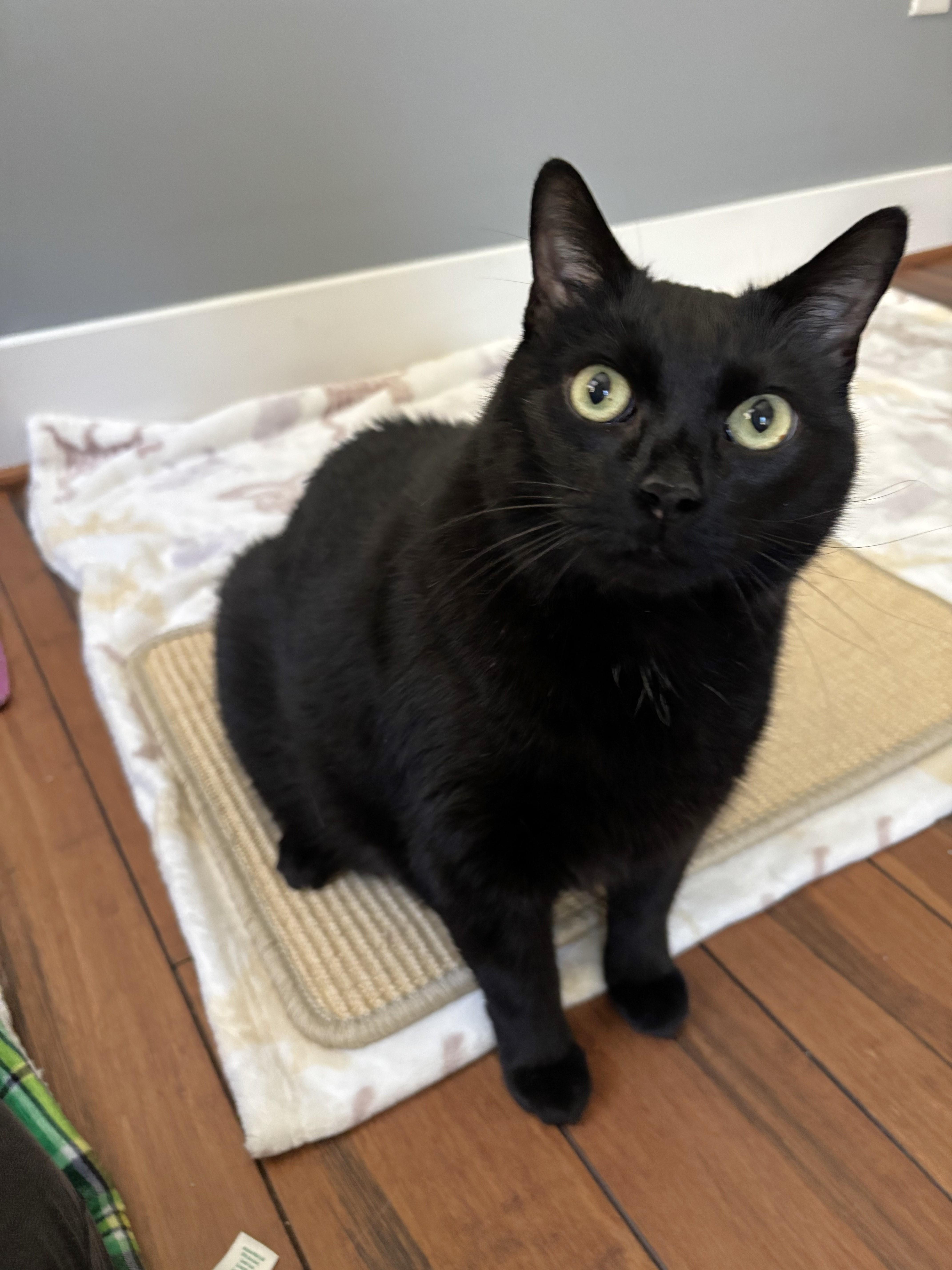 Enlarge Commander, a Adoptable Domestic Medium Hair in Apex, NC image 2/4