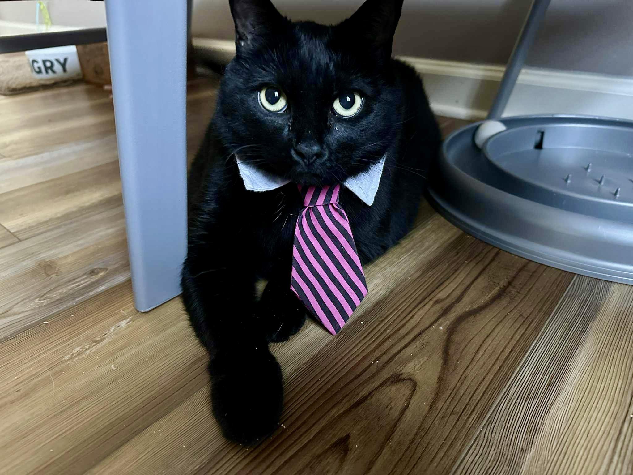 Enlarge Commander, a Adoptable Domestic Medium Hair in Apex, NC image 1/4