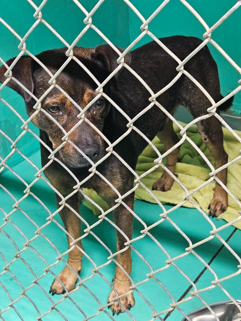 2025-09-183 *Rex*, Adoptable, Adult Male Pit Bull Terrier.