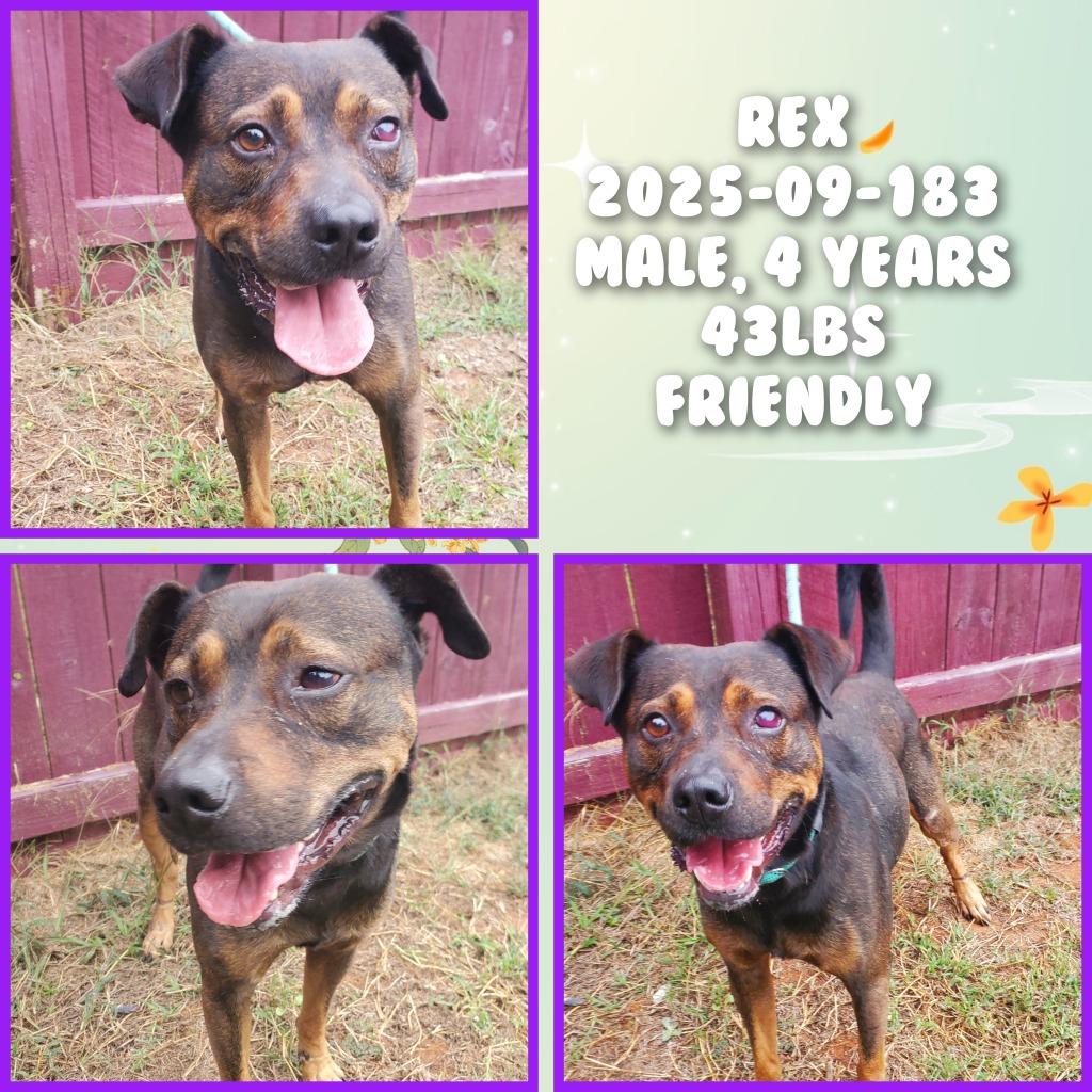 Enlarge 2025-09-183 *Rex*, a Adoptable Pit Bull Terrier in Winder, GA image 2/2