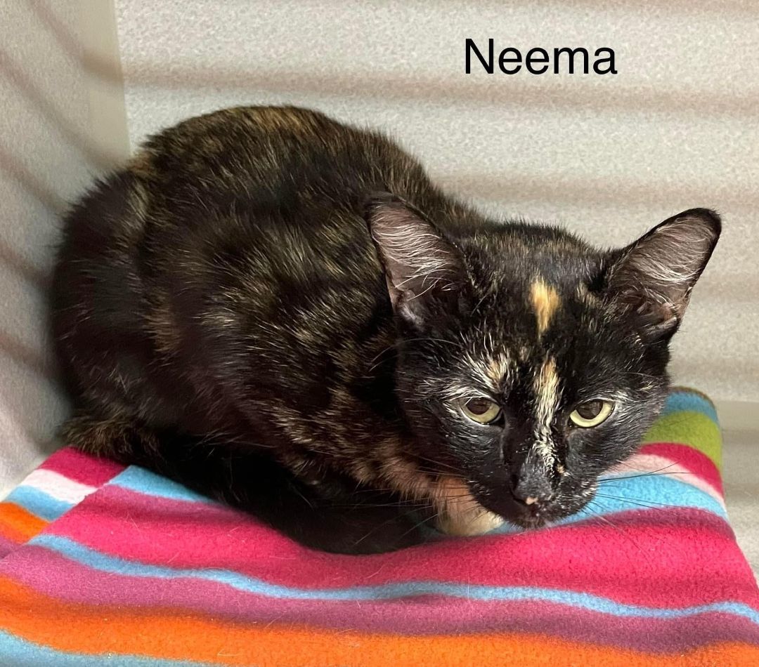 Enlarge Neema, a Adoptable Domestic Short Hair in Peru, IN image 1/1