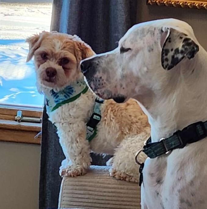 Enlarge Gizmo, a Adoptable mixed breed in Alma, WI image 1/6