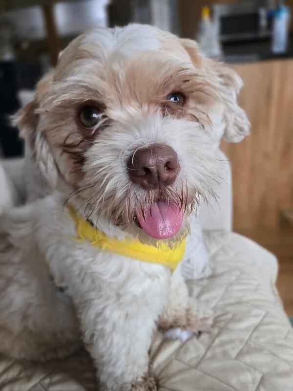 Enlarge Gizmo, a Adoptable mixed breed in Alma, WI image 2/6