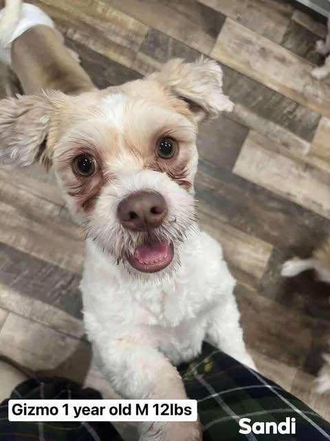 Enlarge Gizmo, a Adoptable mixed breed in Alma, WI image 3/6