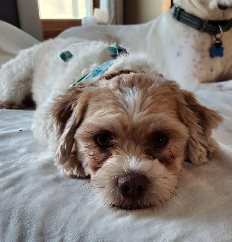 Enlarge Gizmo, a Adoptable mixed breed in Alma, WI image 4/6