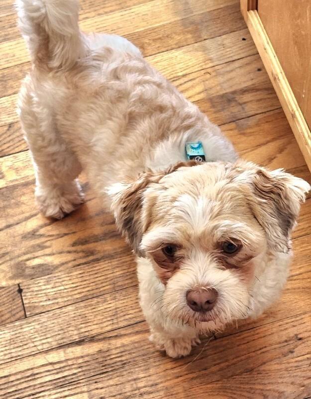 Enlarge Gizmo, a Adoptable mixed breed in Alma, WI image 5/6