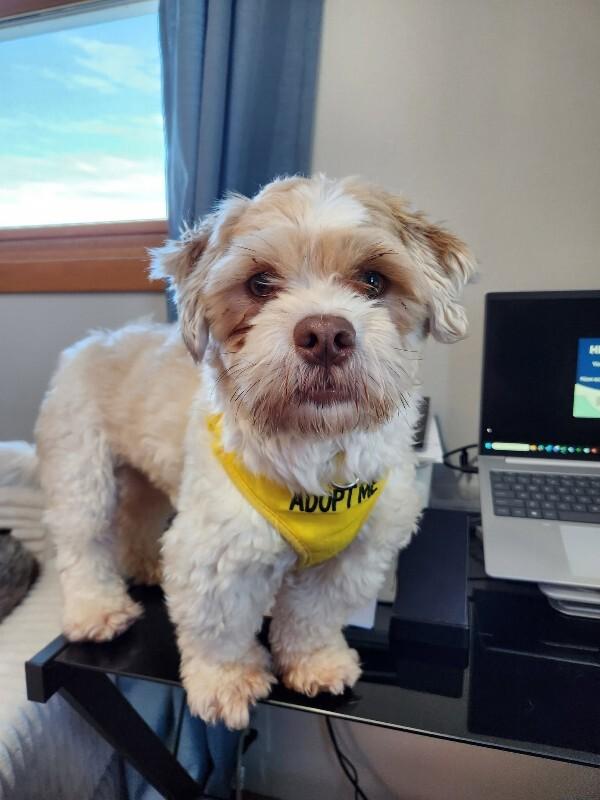 Enlarge Gizmo, a Adoptable mixed breed in Alma, WI image 6/6